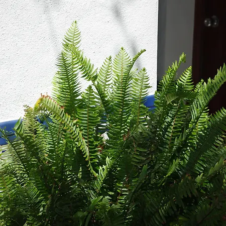 Aduar 여관 마르베야